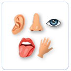 Senosry Skills Icon Sensory